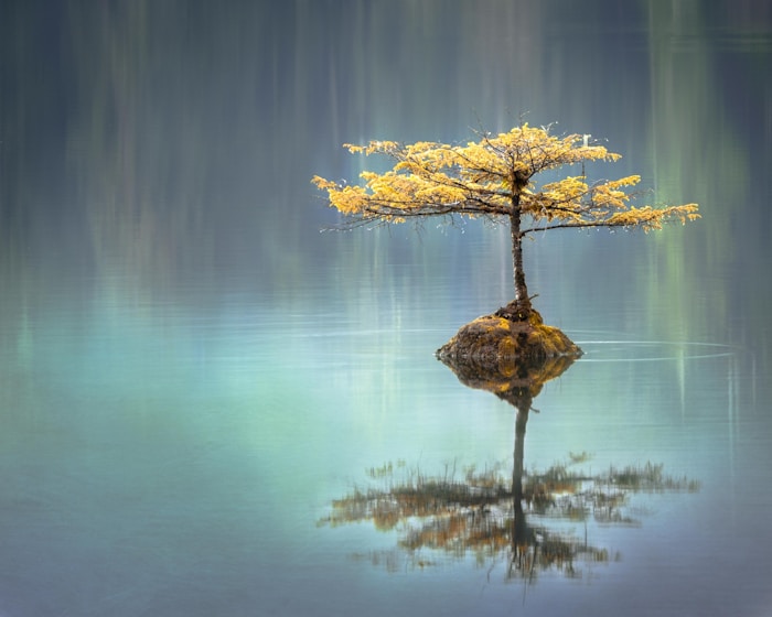 Herbal ingredients and Ayurvedic wellness